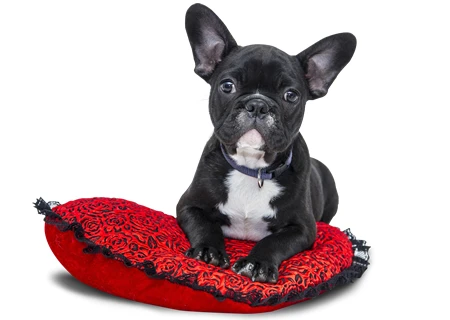 Seguros de Perros en Salamanca